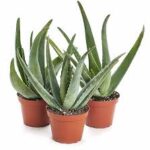 خرید آلوئه ورا